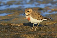 Double-banded Plover